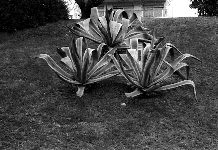 Fantasmas del Parque Rodó